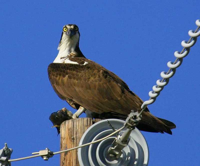 IMAGE: http://img.photobucket.com/albums/v96/terryg/wild%20birds/osprey2.jpg
