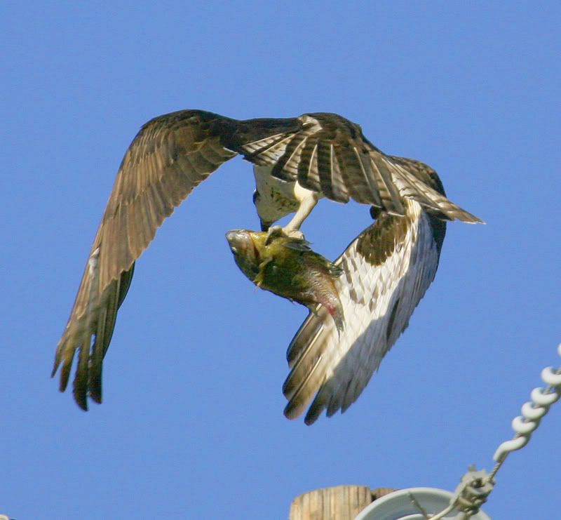 IMAGE: http://img.photobucket.com/albums/v96/terryg/wild%20birds/osprey3.jpg
