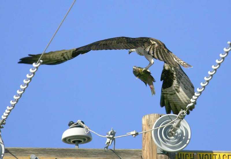 IMAGE: http://img.photobucket.com/albums/v96/terryg/wild%20birds/osprey4.jpg