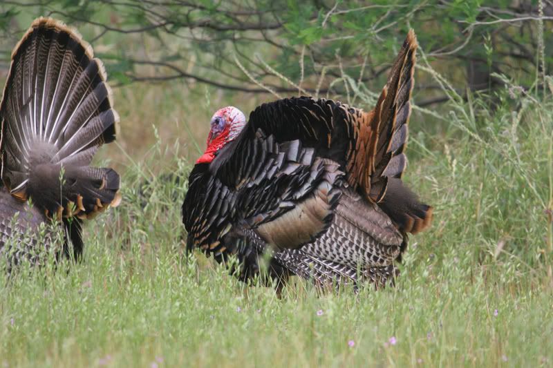 IMAGE: http://img.photobucket.com/albums/v96/terryg/wild%20birds/strut1.jpg