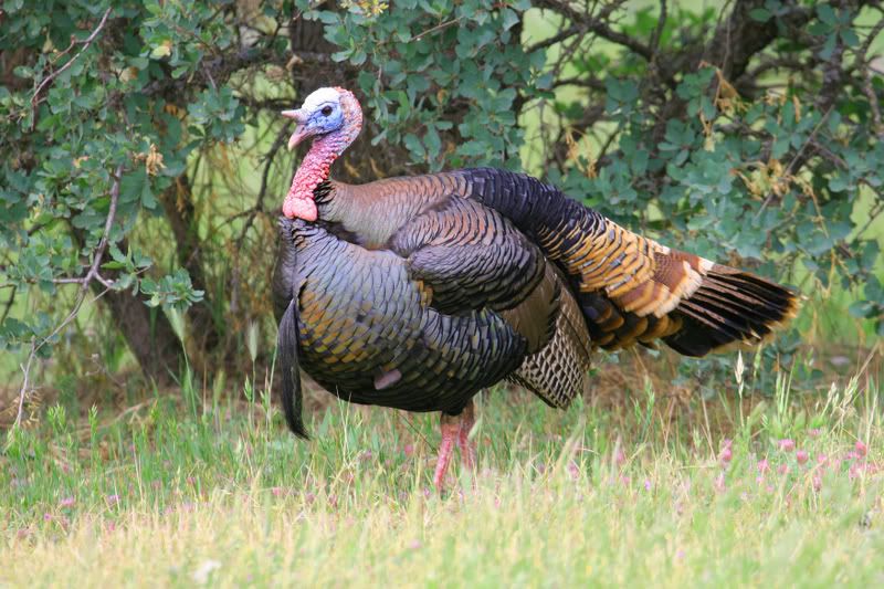 IMAGE: http://img.photobucket.com/albums/v96/terryg/wild%20birds/strut4.jpg