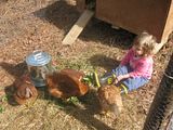 farm,chickens
