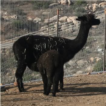 bad photo of a cria nursing