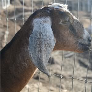 cute little Nubian goatgirl