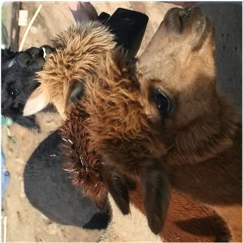 alpaca with face jammed into feeding scoop