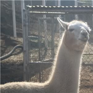 Napoleon Dynamite lookalike llama watches the adorable feeding frenzy