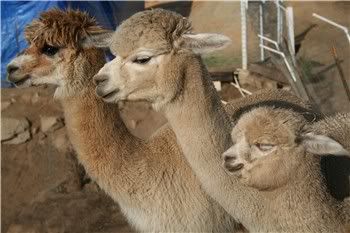 alpacas posing in a row
