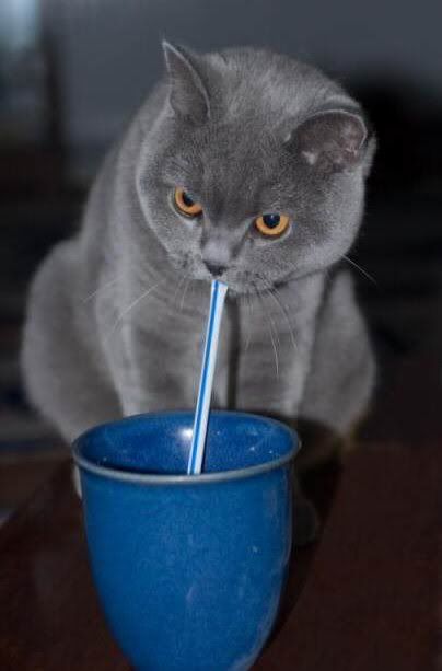 Kitty with straw Pictures, Images and Photos