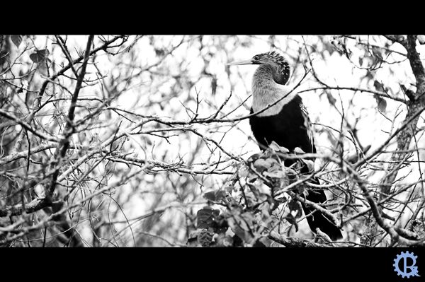 IMAGE: http://img.photobucket.com/albums/v97/s3v3rth3stars/green-heron-1.jpg