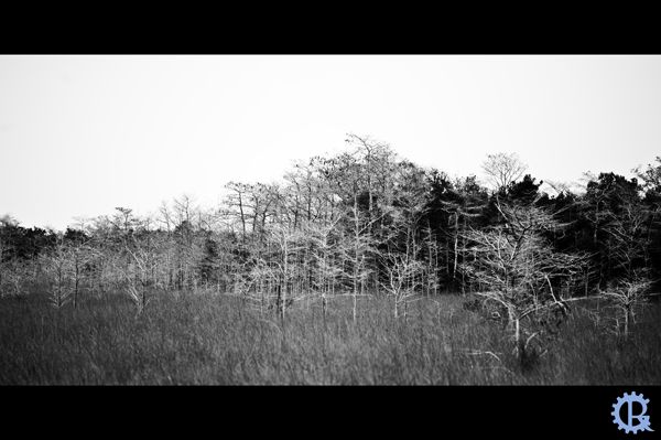 IMAGE: http://img.photobucket.com/albums/v97/s3v3rth3stars/landscape-2-white.jpg