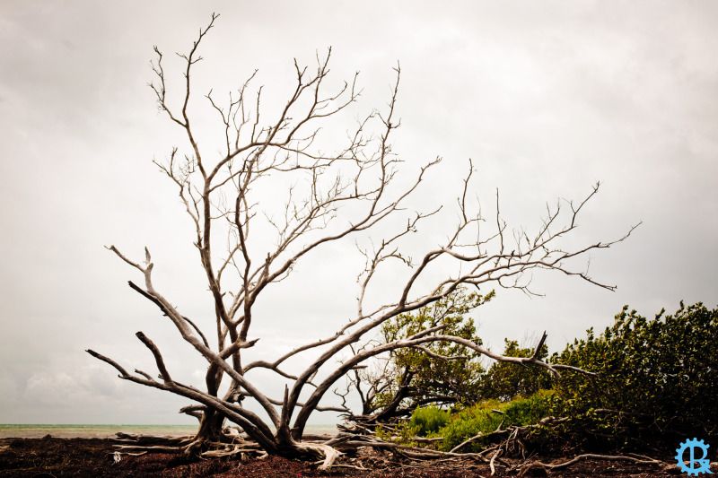 IMAGE: http://img.photobucket.com/albums/v97/s3v3rth3stars/tree-rust-5942-with-logo--2kpix.jpg