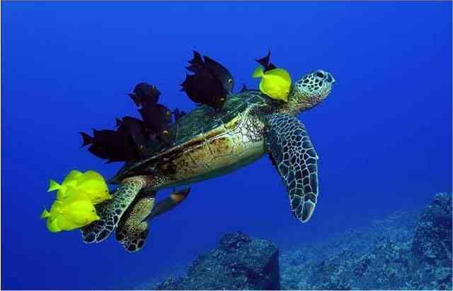 turtle cleaning