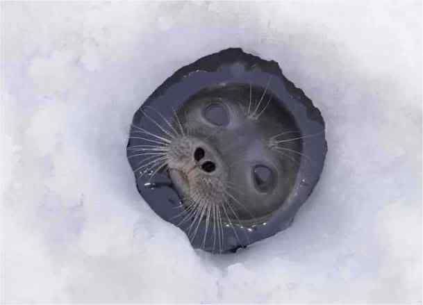 seal hole