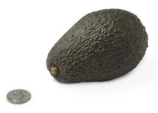 16 wk avocado