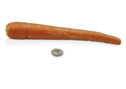 21wks carrot