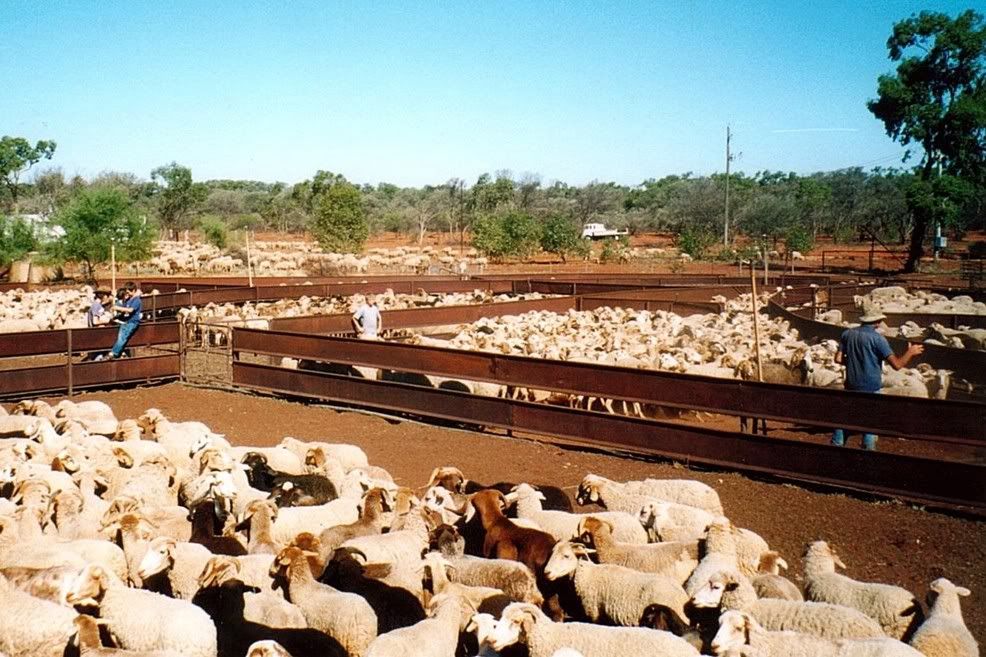Sheep in Yards