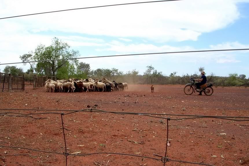 Yarding Sheep