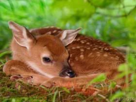 Baby White-Tail Deer Pictures, Images and Photos