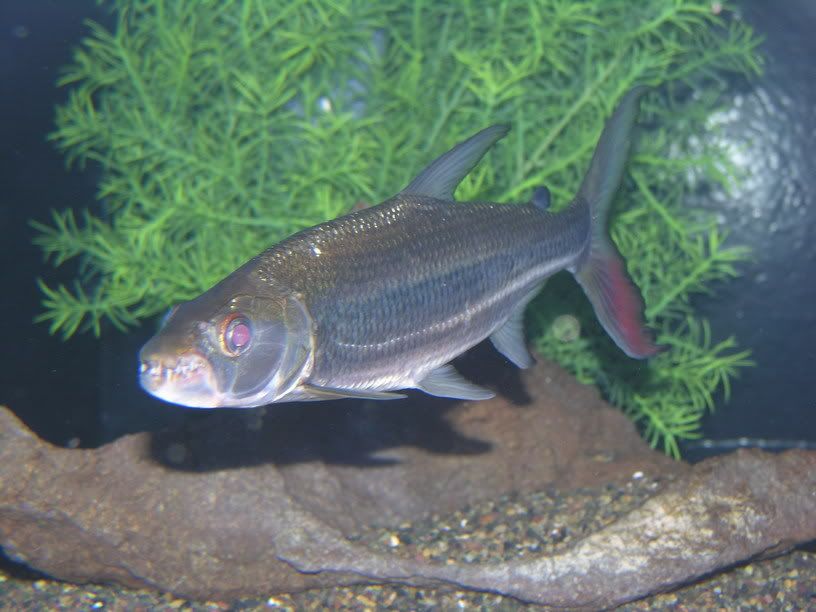 goliath tiger fish river monsters