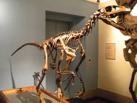 Esqueleto de un Iguanodon.