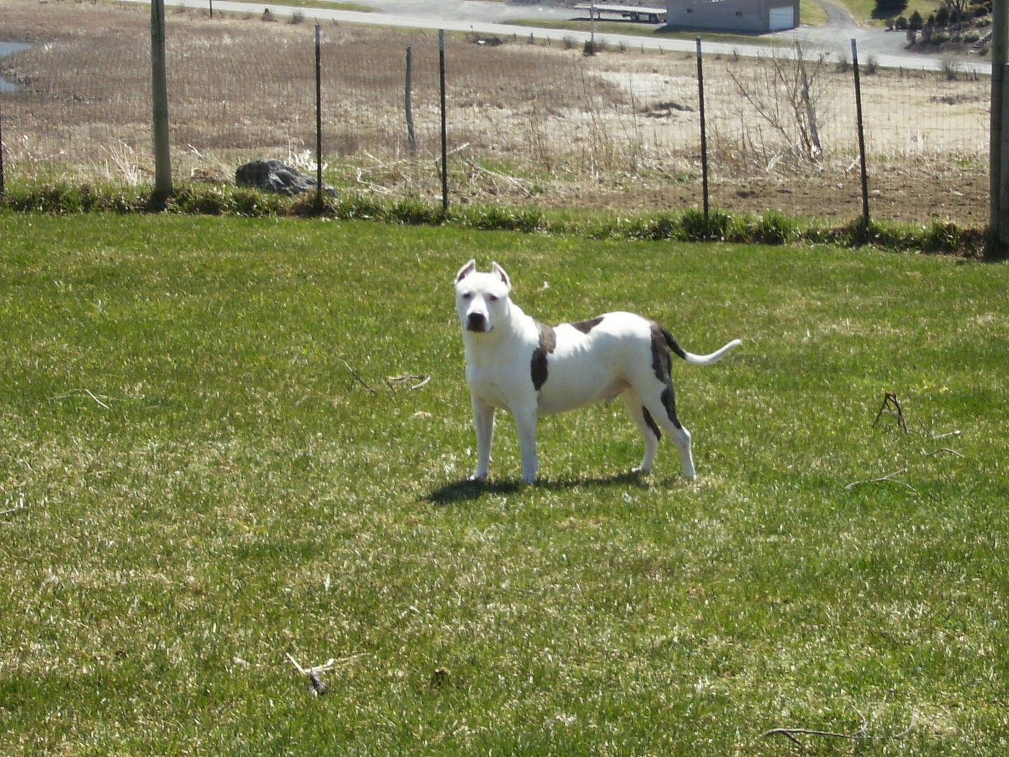 Dogo+argentino+mix+puppies