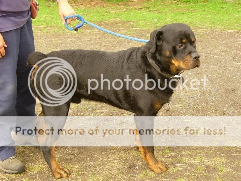 Oscar, Rottie - Shropshire DSCN0451