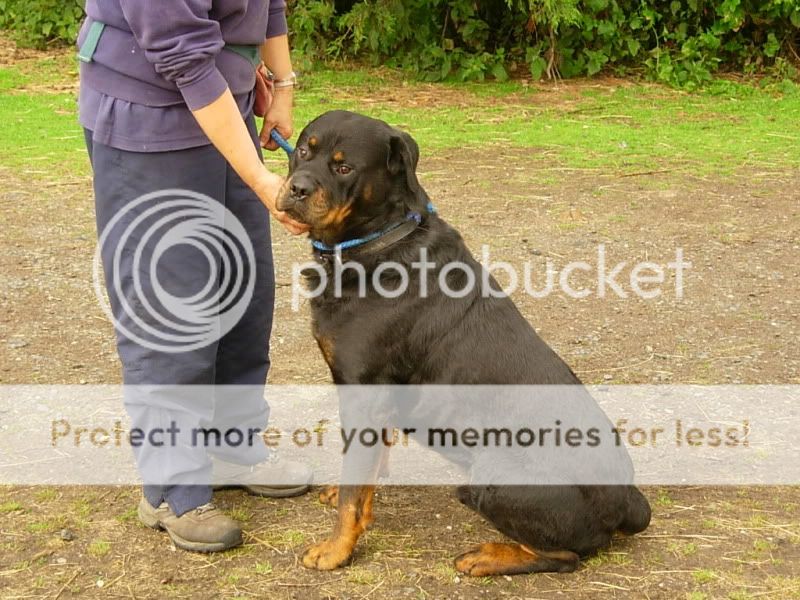 Oscar, Rottie - Shropshire DSCN0454