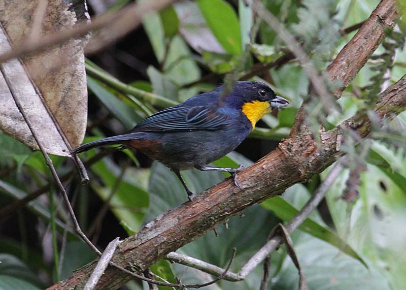 Feathered Friends Forum: Purple-mantled Tanager