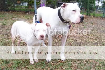 Dogo Argentino? | Page 2 | Pit Bull Chat Forum