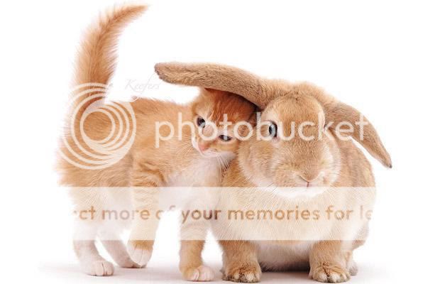 kitty-bunny-05.jpg