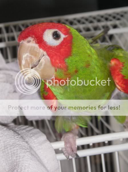 Badly Bruised face :( - Page 2 - Parrot Forum - Parrot Owner's Community