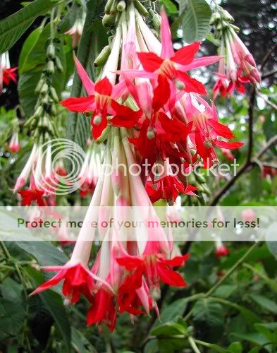 BOLIVIAN FUCHSIA SEEDS*EXOTIC*Rare*RED/WHITE* #1126  