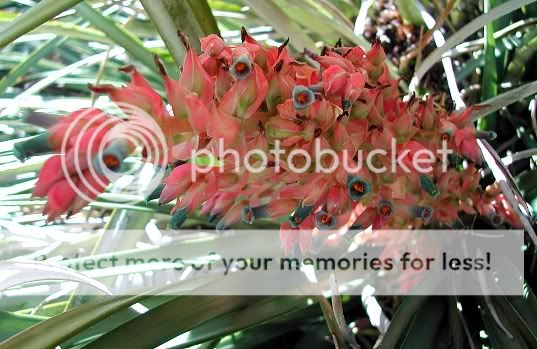 Rare pink & turquoise Puya dyckioides   Exotic Bromeliad  