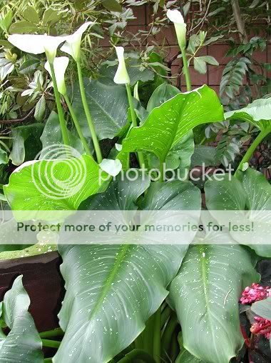 biljaka - Slike lepih i neobicnih biljaka i cvetova - Page 2 Hercules_group_