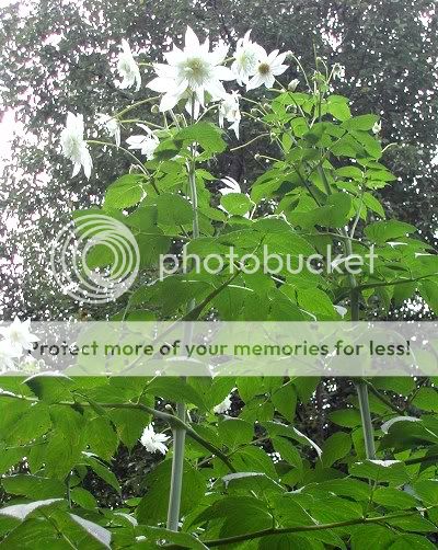 HUGE Tree Dahlia   20 feet tall   Rare DOUBLE WHITE  