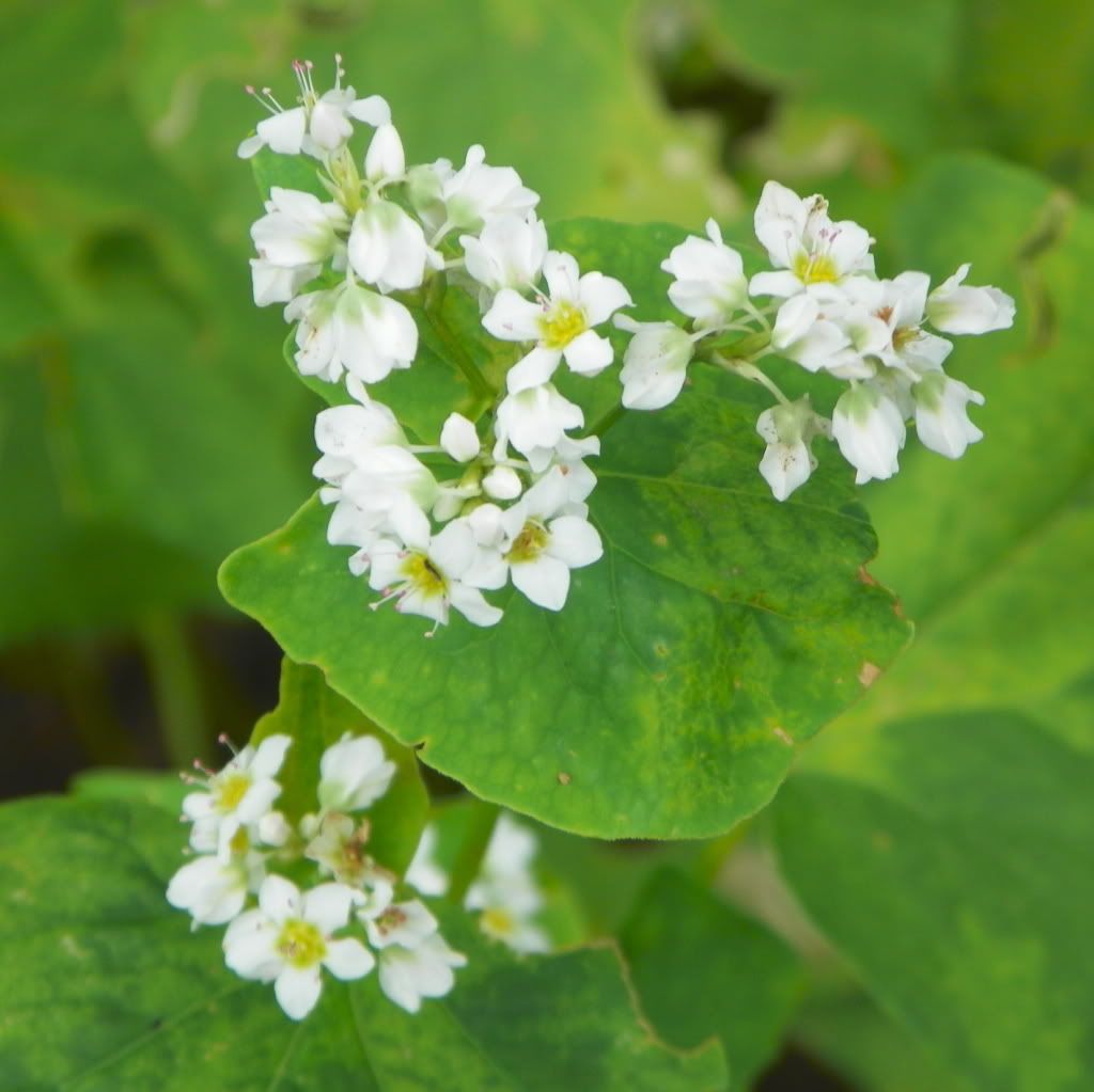 Buckwheat Flower Photo by willowgarden | Photobucket