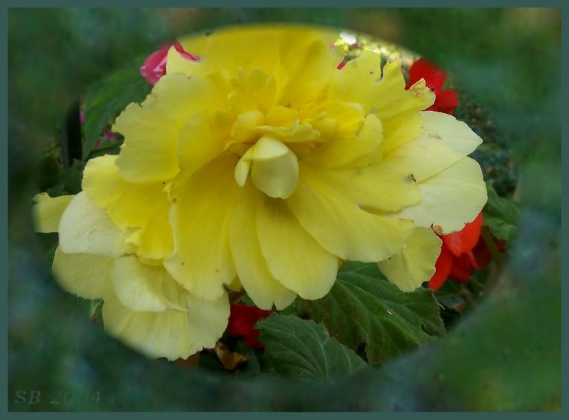 begonia