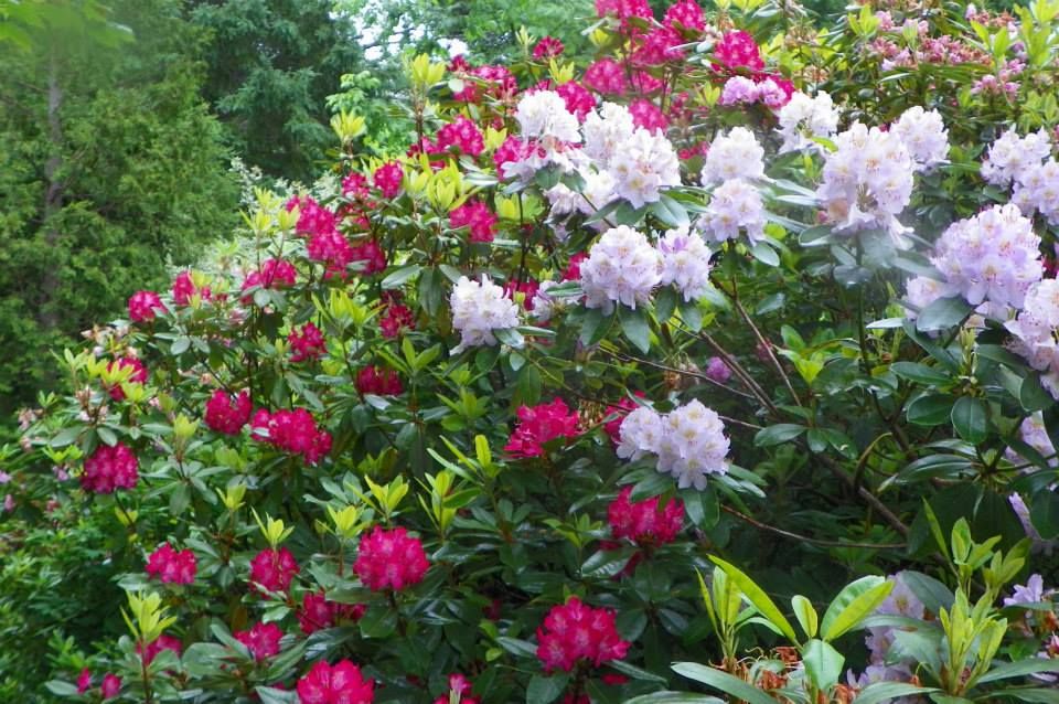 Rhododendron Red River With Catawbiense Alba Photo by willowgarden ...