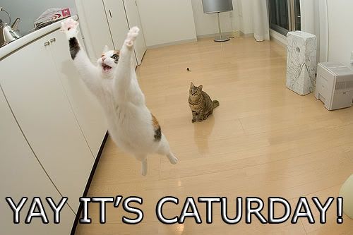 Fun_Cat_Caturday3.jpg?t=1242304412
