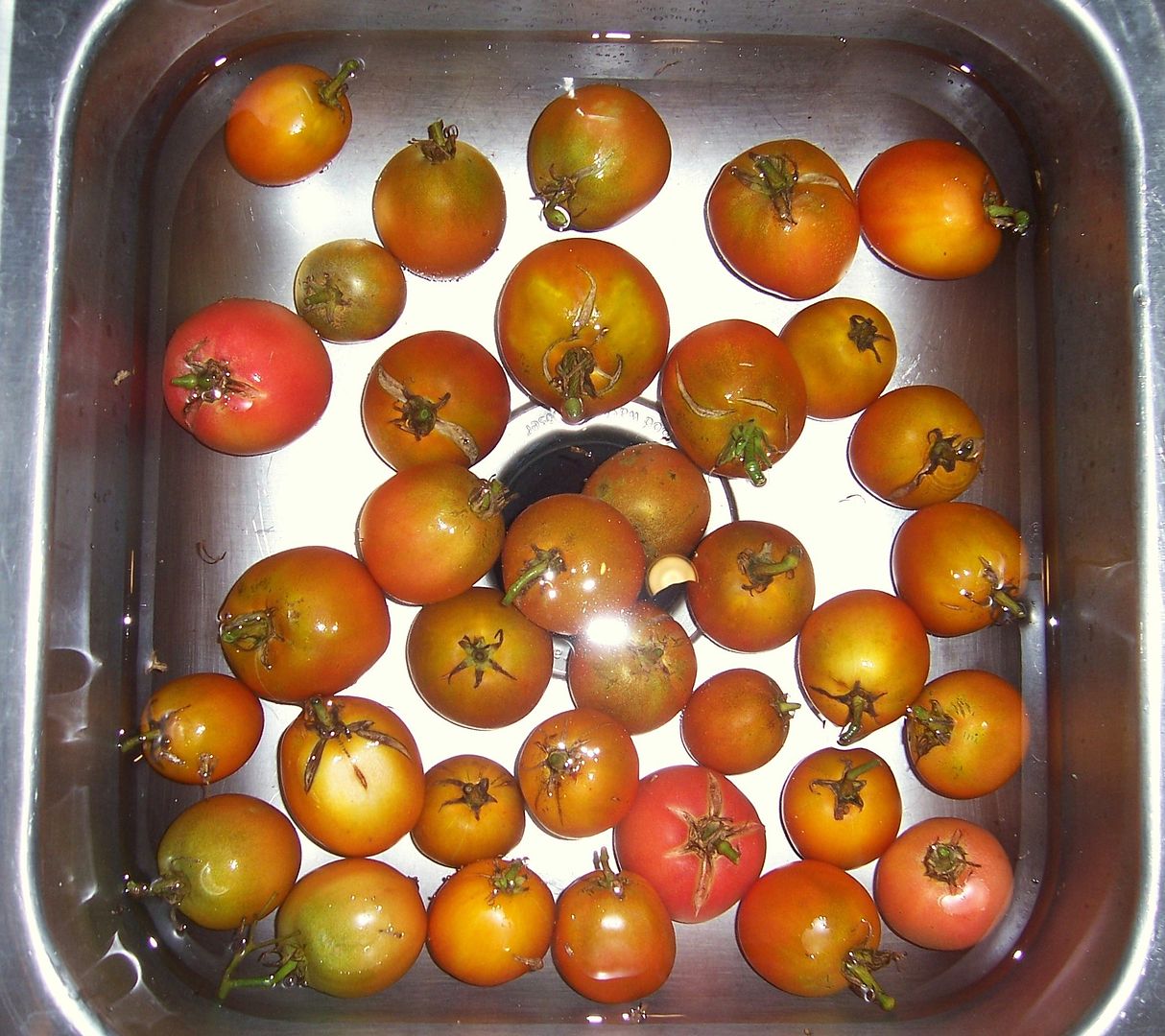 Tomato Tuesday/Coastal & Tropical South 102_3067