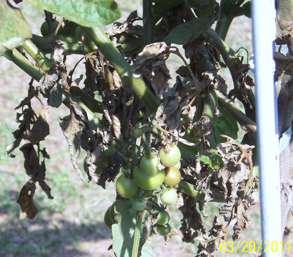 First baby tomatoes! 102_2828
