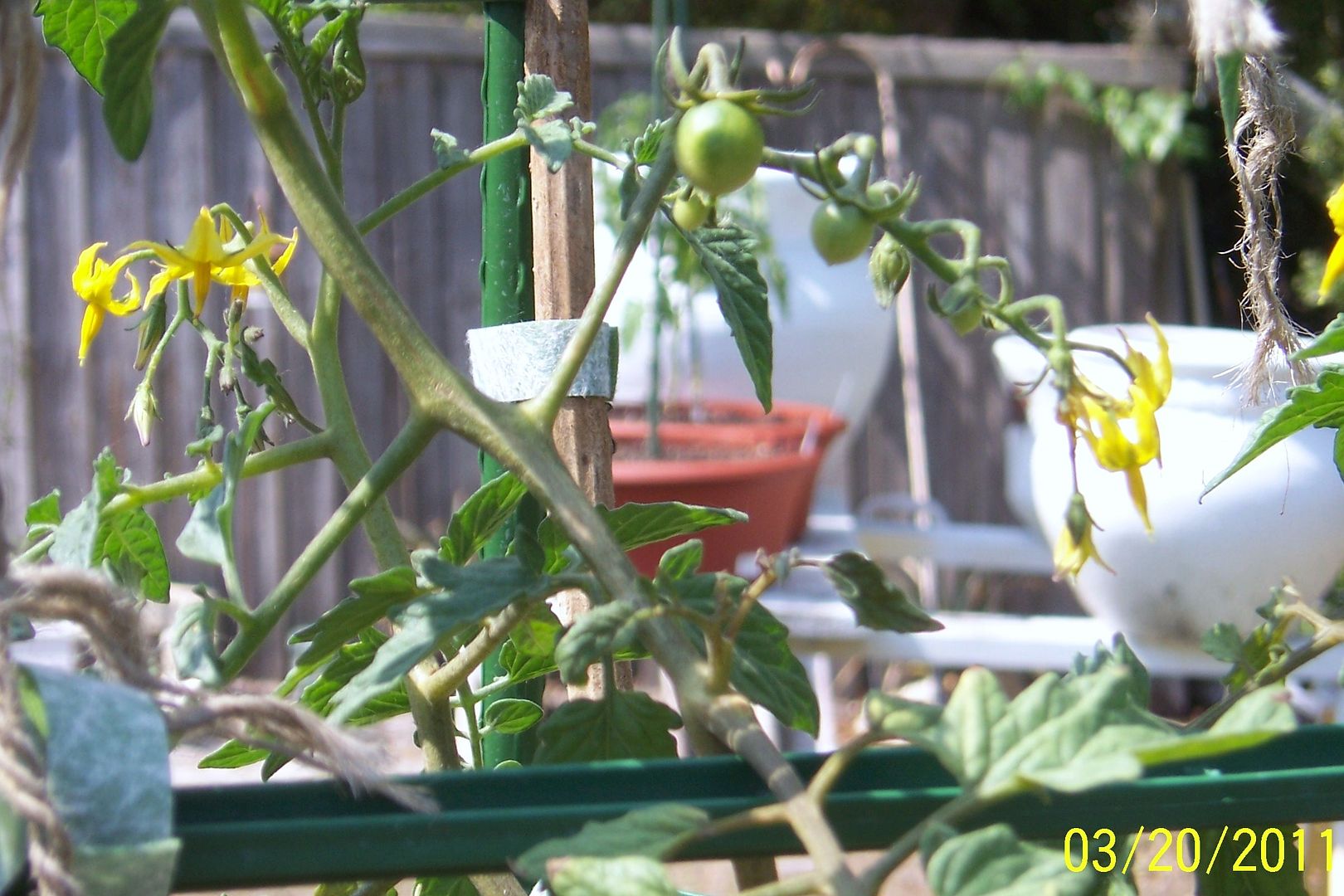 First baby tomatoes! 102_2829