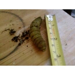 "Interesting" vistor in compost pile  Gardenbugs