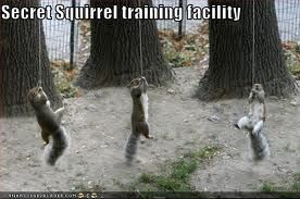squirrels - Squirrels again Squirrelsecrettraining