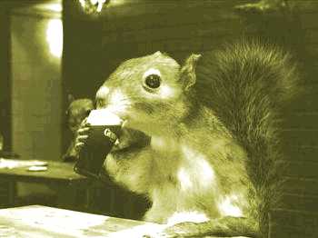 squirrels - Squirrels again Squirrelguiness