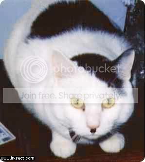 Photo Sharing and Video Hosting at Photobucket