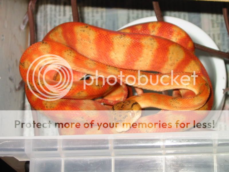 random boa shots from gazboas today | Reptile Forums