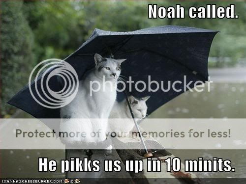 Random Pics - Page 4 Funny-pictures-cats-umbrella-rain-f
