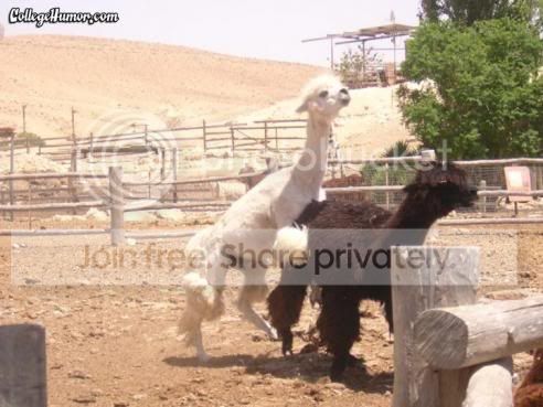 alpaca love
