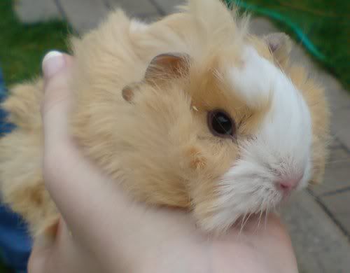 babyguinea1.jpg